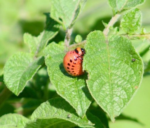 Личинка Калорадского кортофельного жука (Colorado potato beetle larvae)