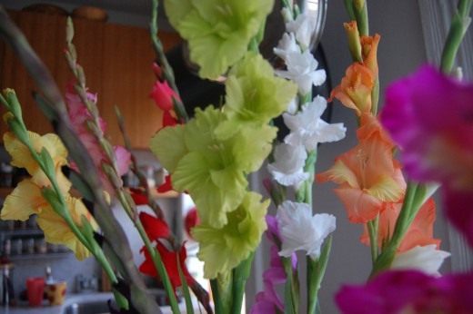 Гладиолус (Gladiolus) Гладиолус (Gladiolus)