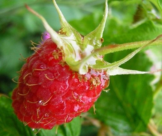 Малина (Raspberry)