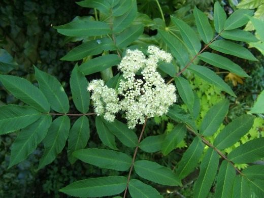 Рябина (Rowan)