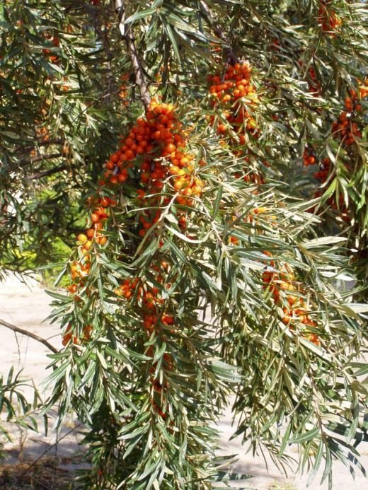 Облепиха (Sea-buckthorn)