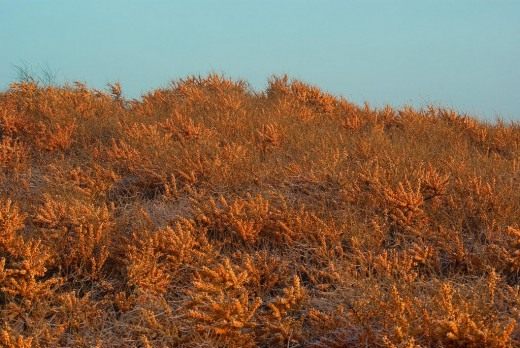 Облепиха (Sea-buckthorn)