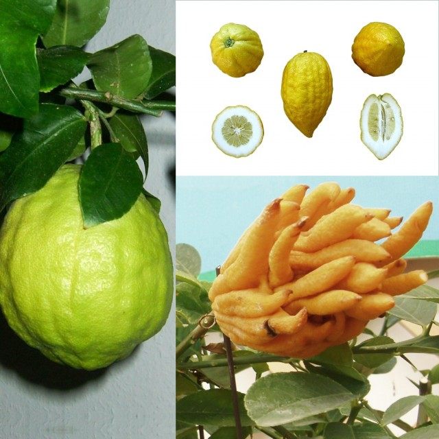 Цитрон (Citron) Цитрон (Citron)