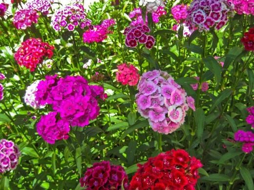 Гвоздика турецкая (Sweet William)