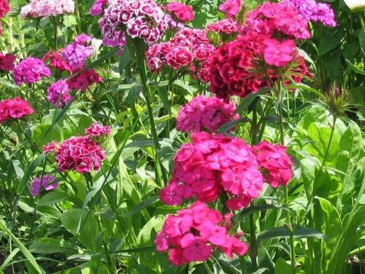 Гвоздика турецкая (Sweet William)