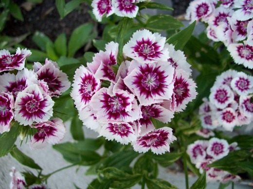 Гвоздика турецкая (Sweet William)