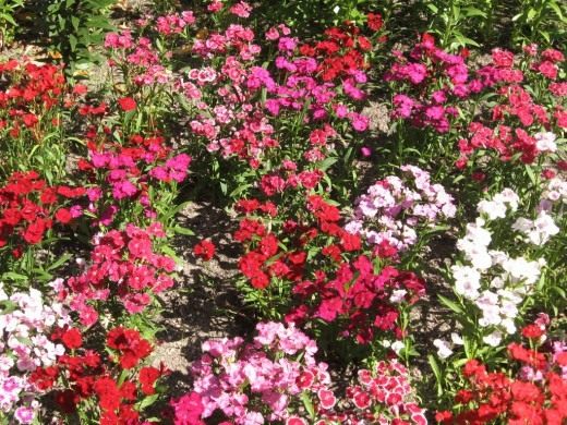 Гвоздика турецкая (Sweet William)