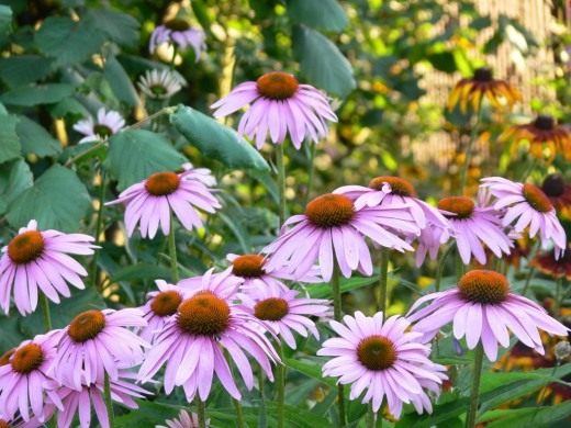 Эхинацея (Echinacea)