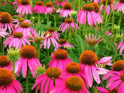 Эхинацея (Echinacea)