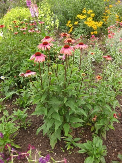 Эхинацея (Echinacea)