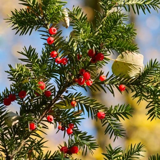 Тис (Taxus)