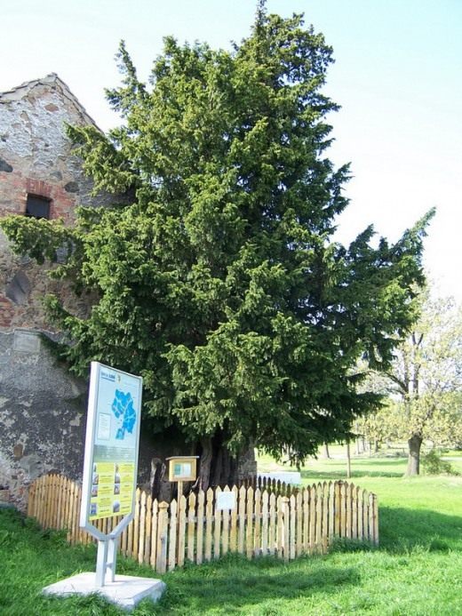 Тис (Taxus)