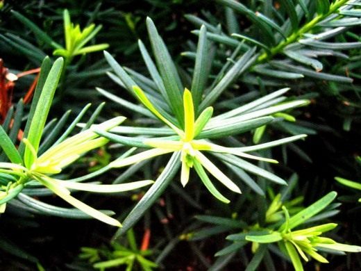 Тис (Taxus)
