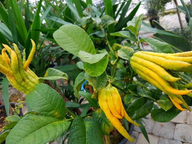 Цитрон (Citron) Цитрон (Citron)