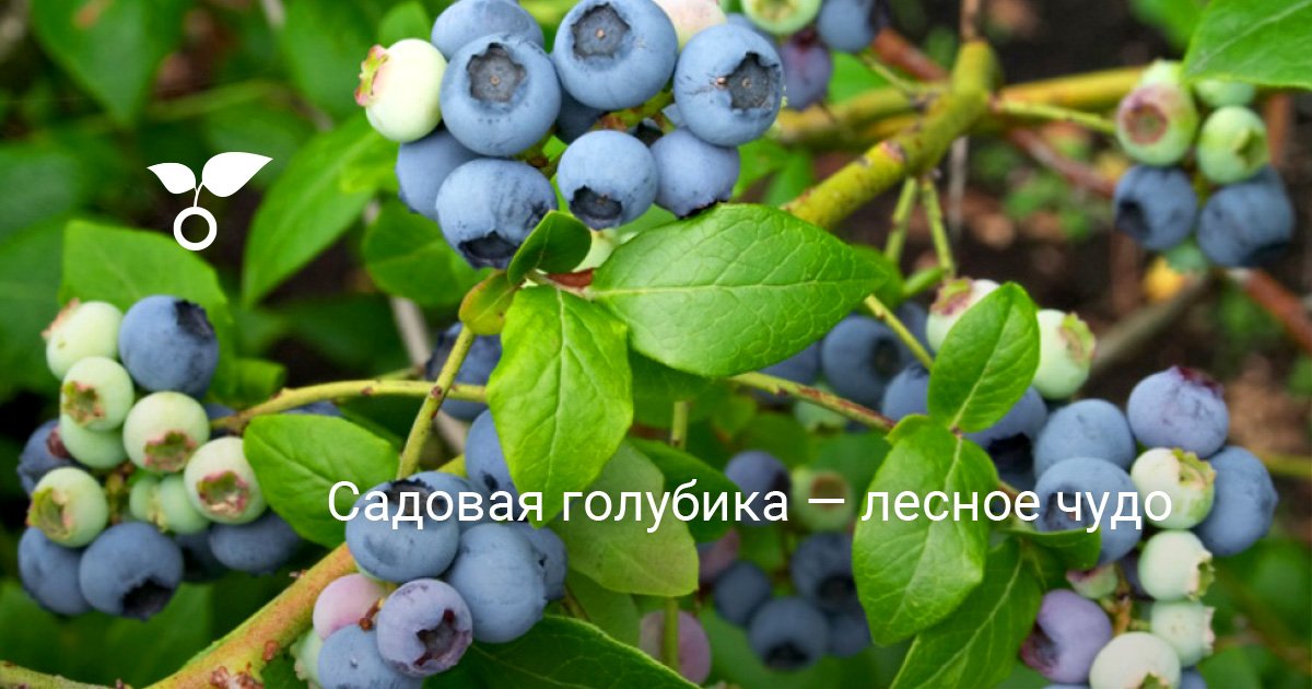Новейшие Сорта Голубики На 2022 Год Новейшие Сорта Голубики На 2022 Год