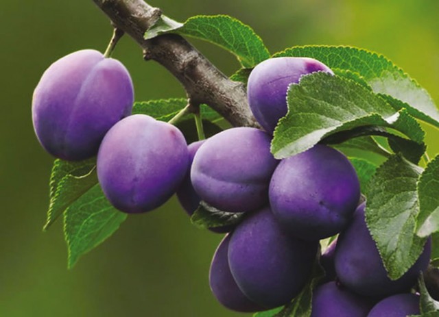 Слива домашняя (Prunus domestica) Слива домашняя (Prunus domestica)