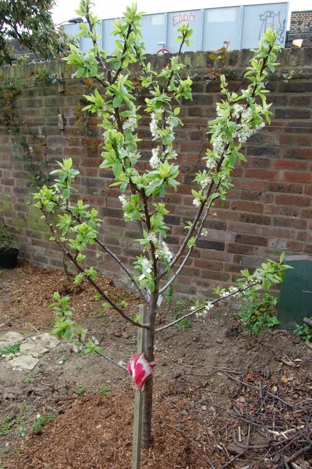 Слива домашняя (Prunus domestica) Слива домашняя (Prunus domestica)