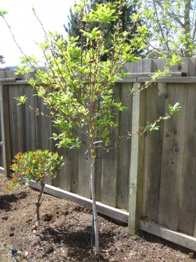 Слива домашняя (Prunus domestica) Слива домашняя (Prunus domestica)