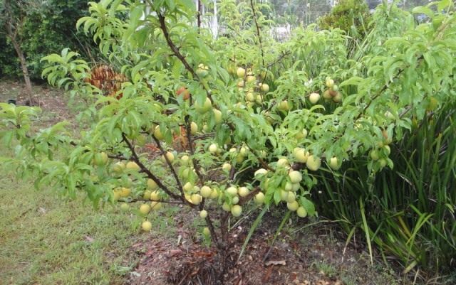 Слива домашняя (Prunus domestica) Слива домашняя (Prunus domestica)