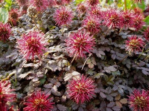 Ацена мелколистная (Acaena microphylla)
