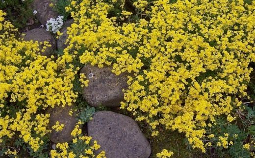 Алиссум скальный (Alyssum saxatile) Алиссум скальный (Alyssum saxatile)