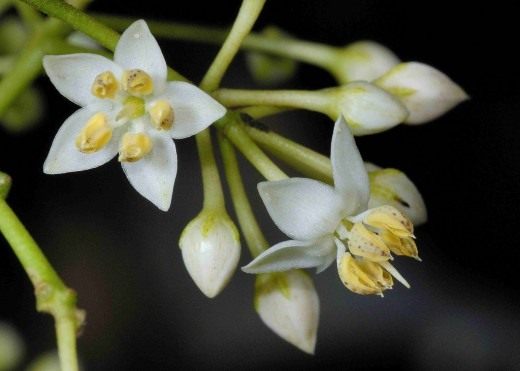 Ардизия (Ardisia)