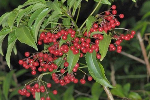 Ардизия (Ardisia) Ардизия (Ardisia)