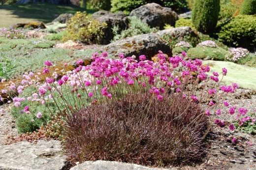 Армерия приморская (Armeria maritima) Армерия приморская (Armeria maritima)