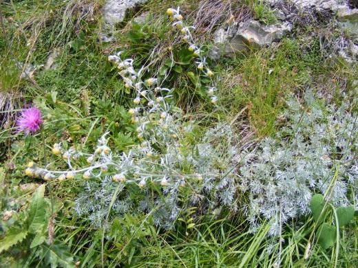 Полынь блестящая (Artemisia nitida) Полынь блестящая (Artemisia nitida)