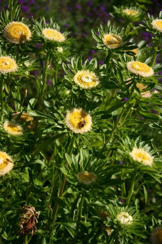 Астра (Aster) Астра (Aster)