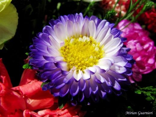 Астра (Aster)