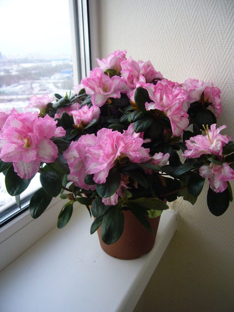 Комнатные цветы с розовыми цветами фото и названия