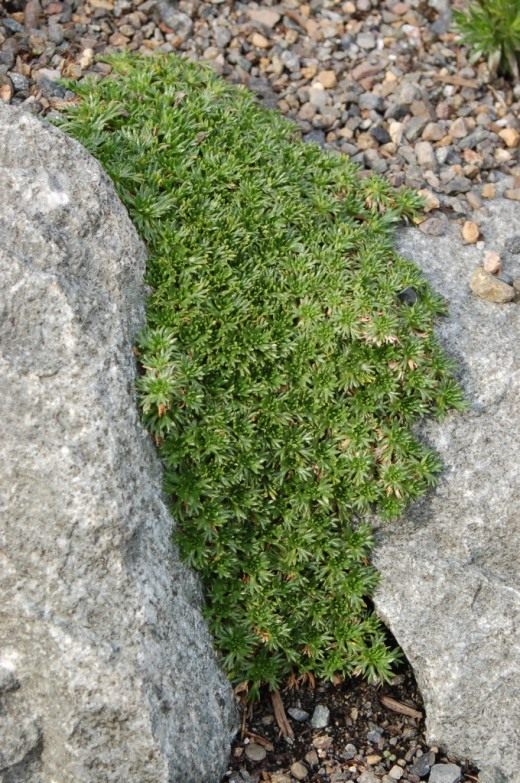 Азорелла трехвильчатая (Azorella trifurcata)