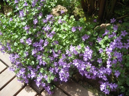 Колокольчик Карпатский (Campanula carpatica)
