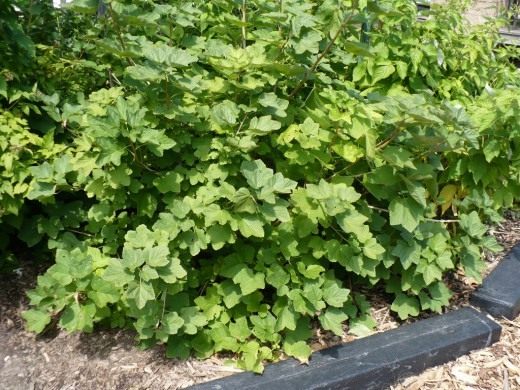 Куст смородины (Currant bush)