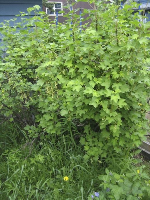 Куст смородины (Currant bush)