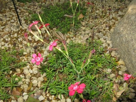 Гвоздика травянка (Dianthus deltoides)