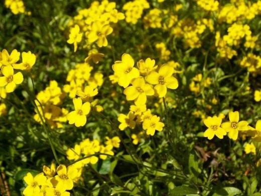 Крупка сибирская (Draba sibirica)