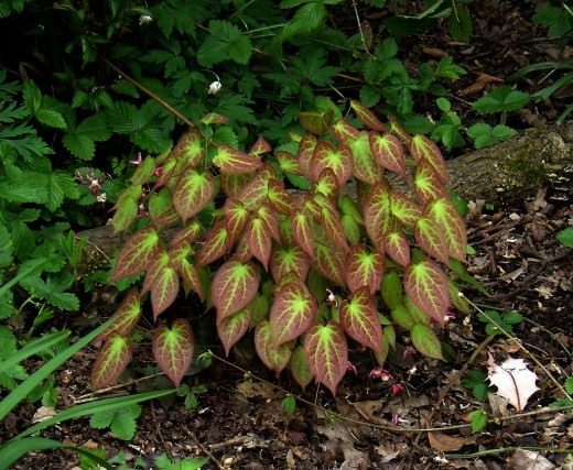 Эпимедиум красный (Epimedium rubrum)