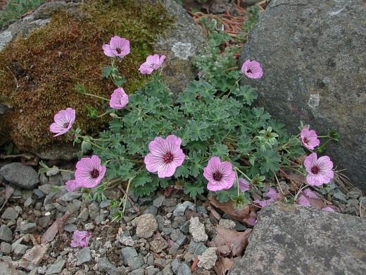 Герань пепельная (Geranium cinereum)