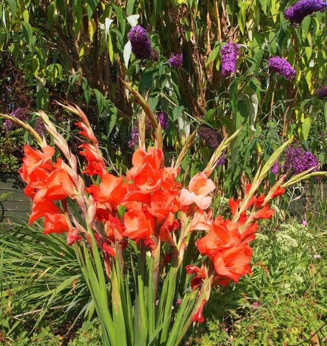 Гладиолус (Gladiolus) Гладиолус (Gladiolus)
