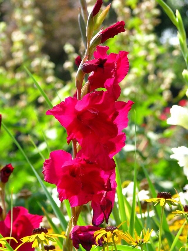 Гладиолус (Gladiolus) Гладиолус (Gladiolus)