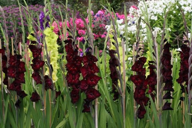 Гладиолус (Gladiolus) Гладиолус (Gladiolus)