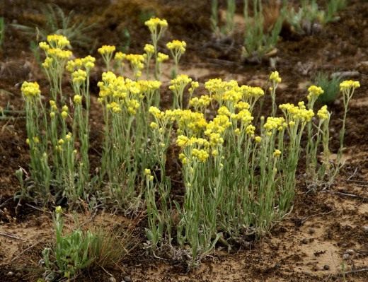 Бессмертник песчаный или Цмин песчаный (Helichrysum arenarium)