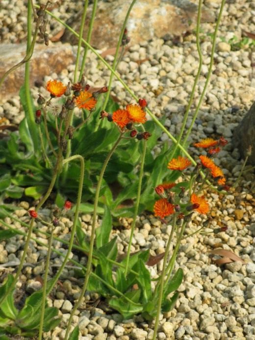 Ястребинка оранжево-красная (Hieracium aurantiacum)