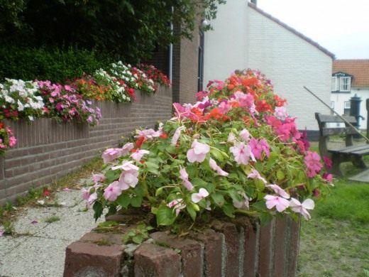 Бальзамин (Impatiens walleriana)