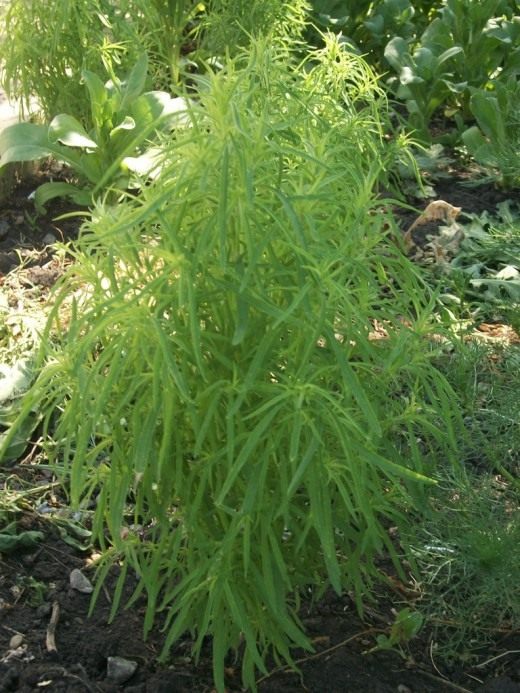 Кохия венечная (Kochia scoparia)