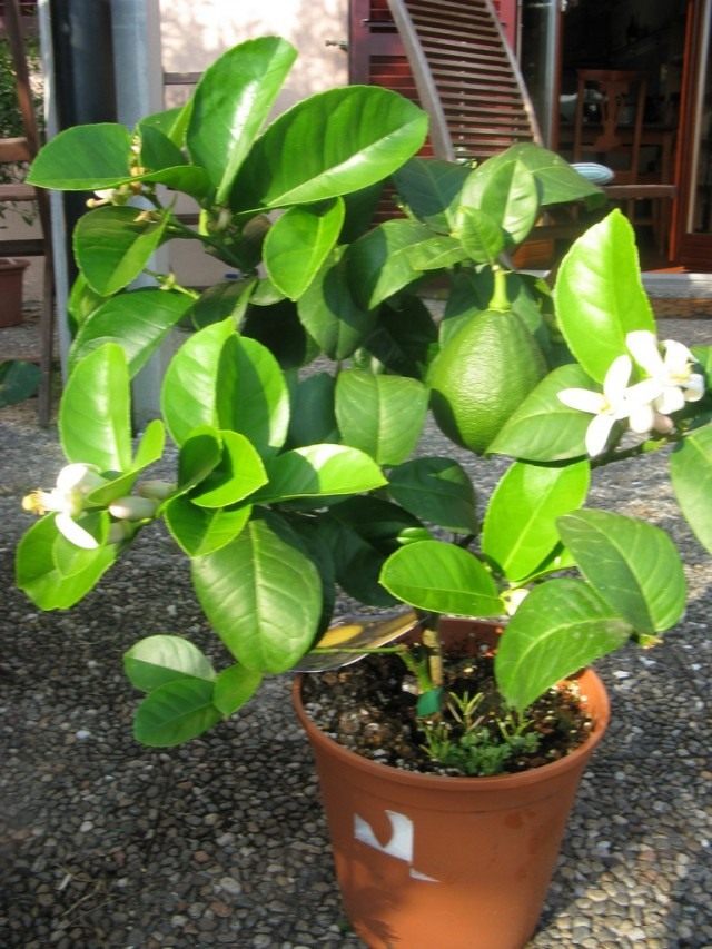Лимон (Citrus × limon) Лимон (Citrus × limon)