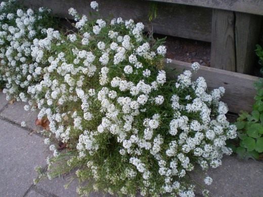 Лобулярия (Lobularia maritima)