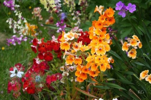 Немезия (Nemesia strumosa)